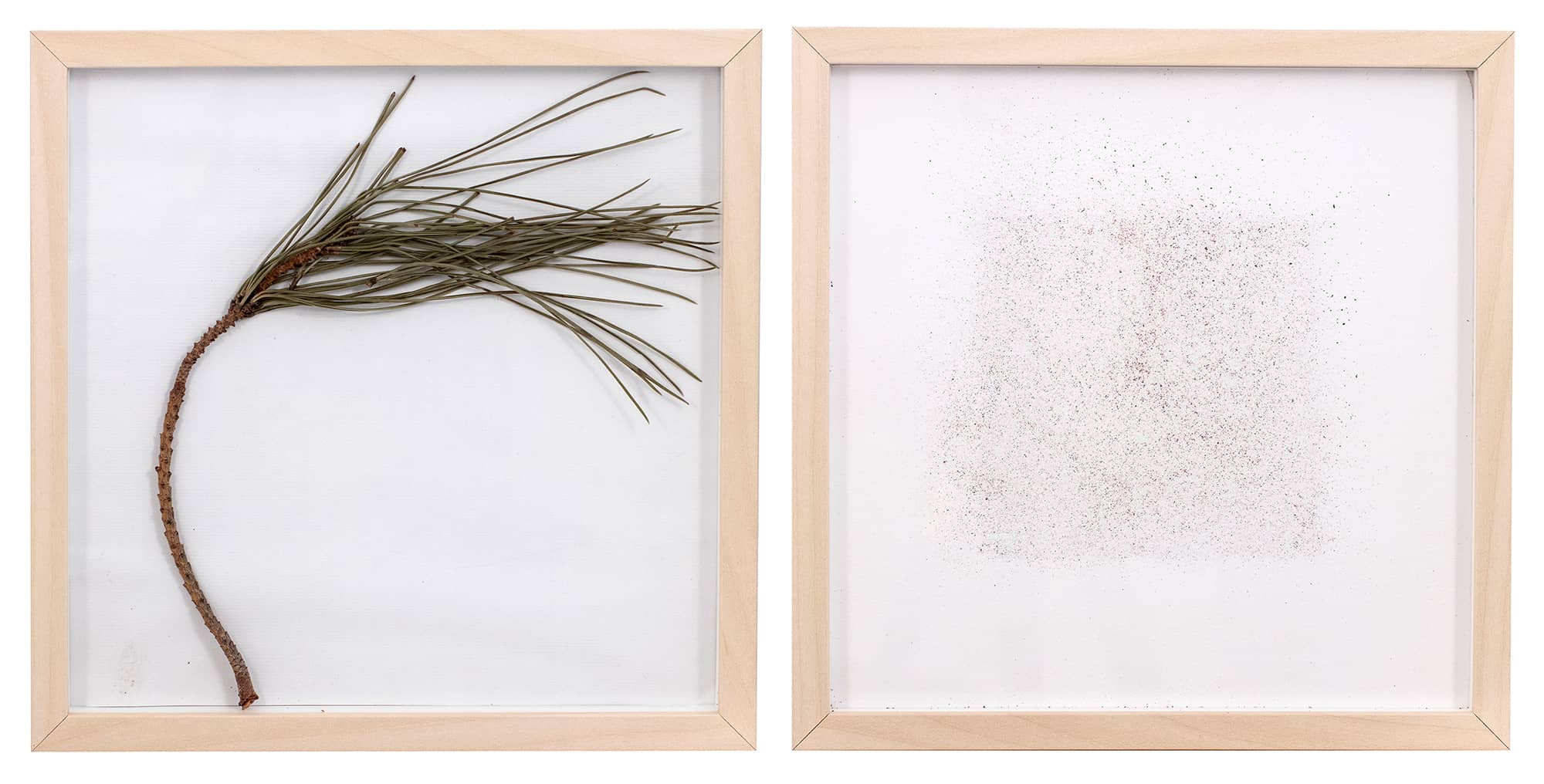 'Pinus Pinea', assemblage (pine branch and natural pigment on paper, framed). Artwork by Francesca Virginia Coppola