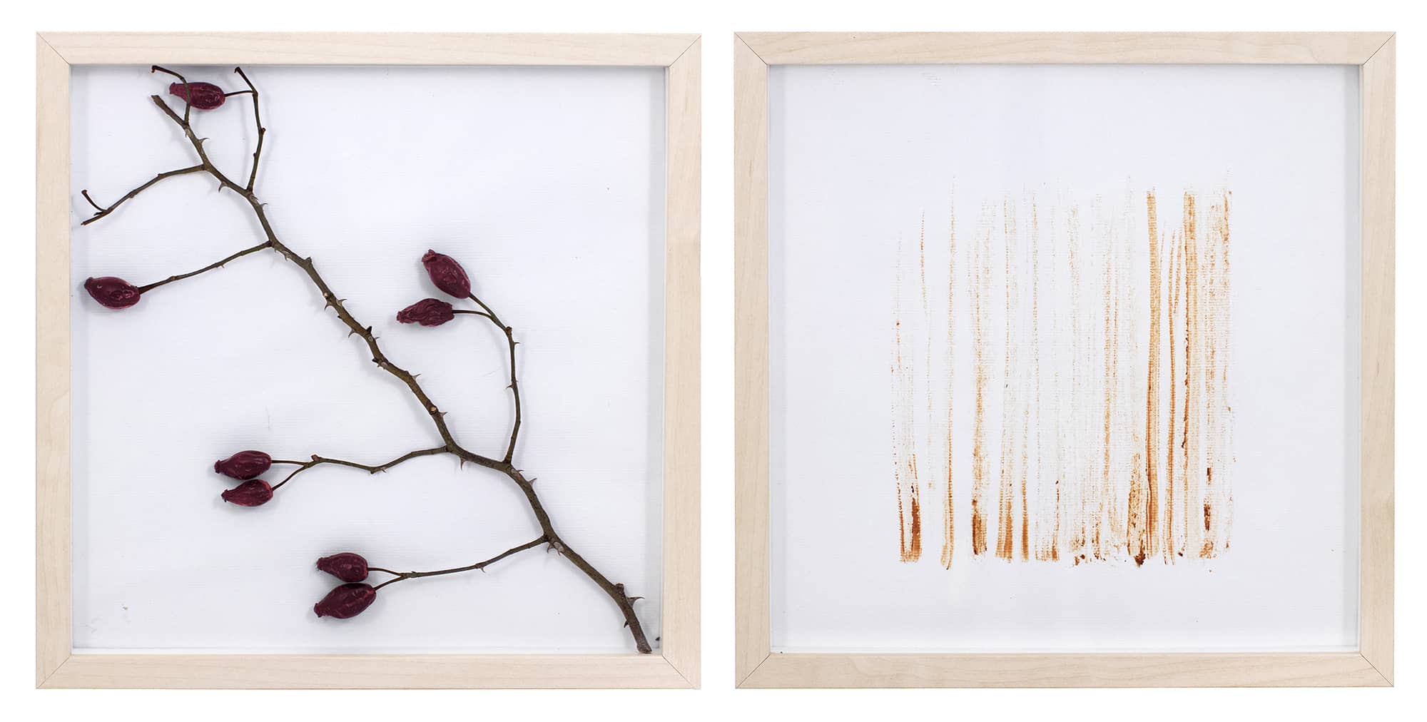 'Rosa Canina', assemblage (wild rose plant and organic pigment on paper, framed). Artwork by Francesca Virginia Coppola