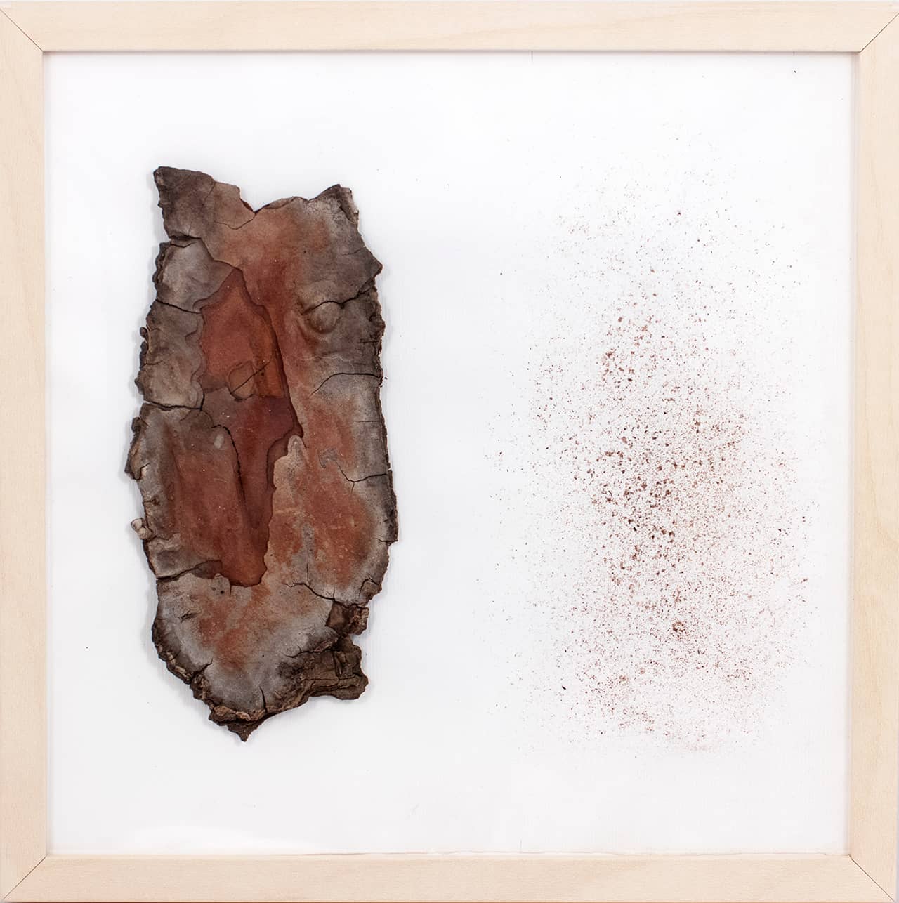 'Pinus Pinea', assemblage (pine bark and natural pigment on paper, framed). Artwork by Francesca Virginia Coppola