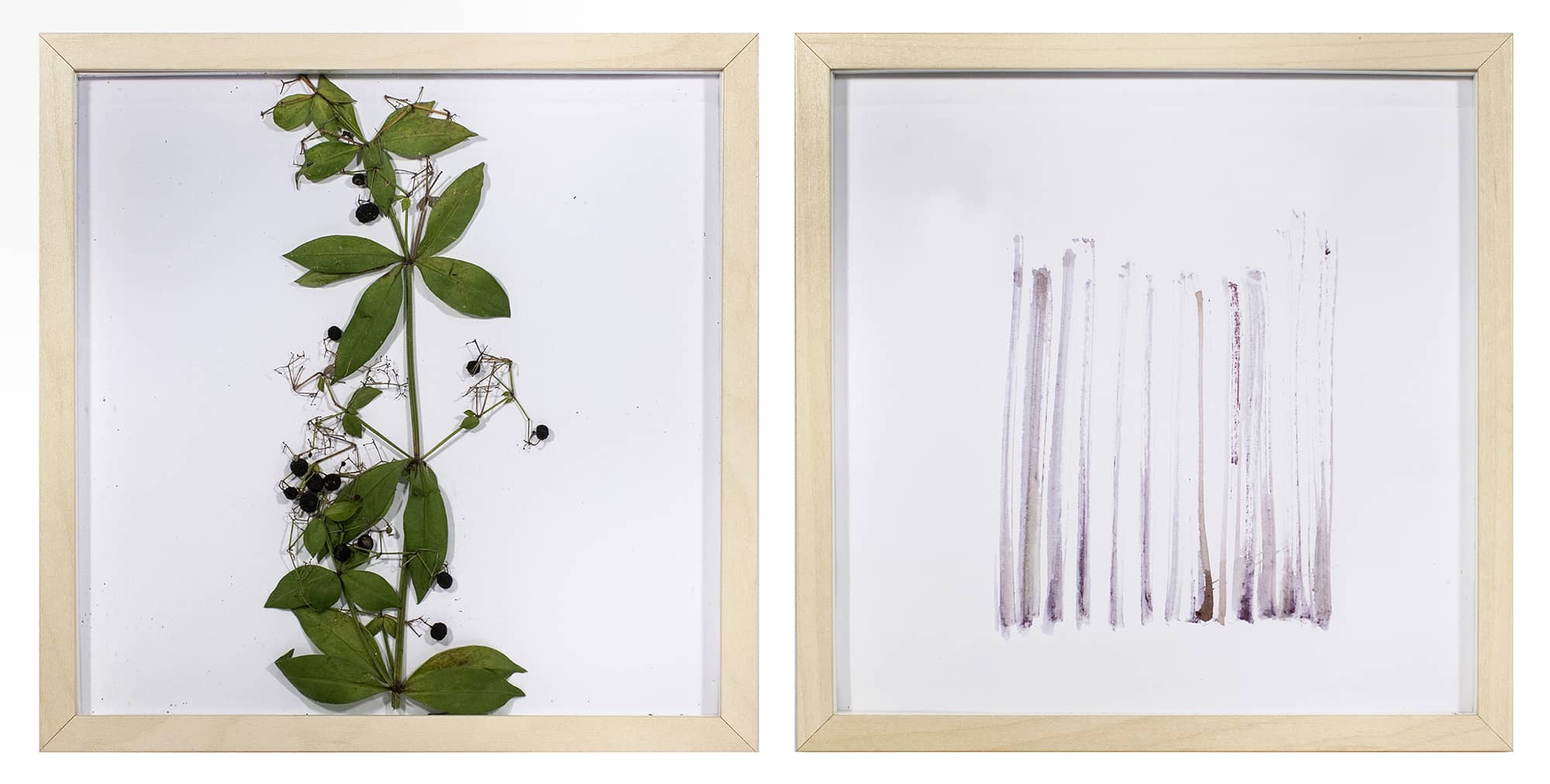 'Rubia Peregrina, assemblage (plant and organic pigment on paper). Artwork by Francesca Virginia Coppola