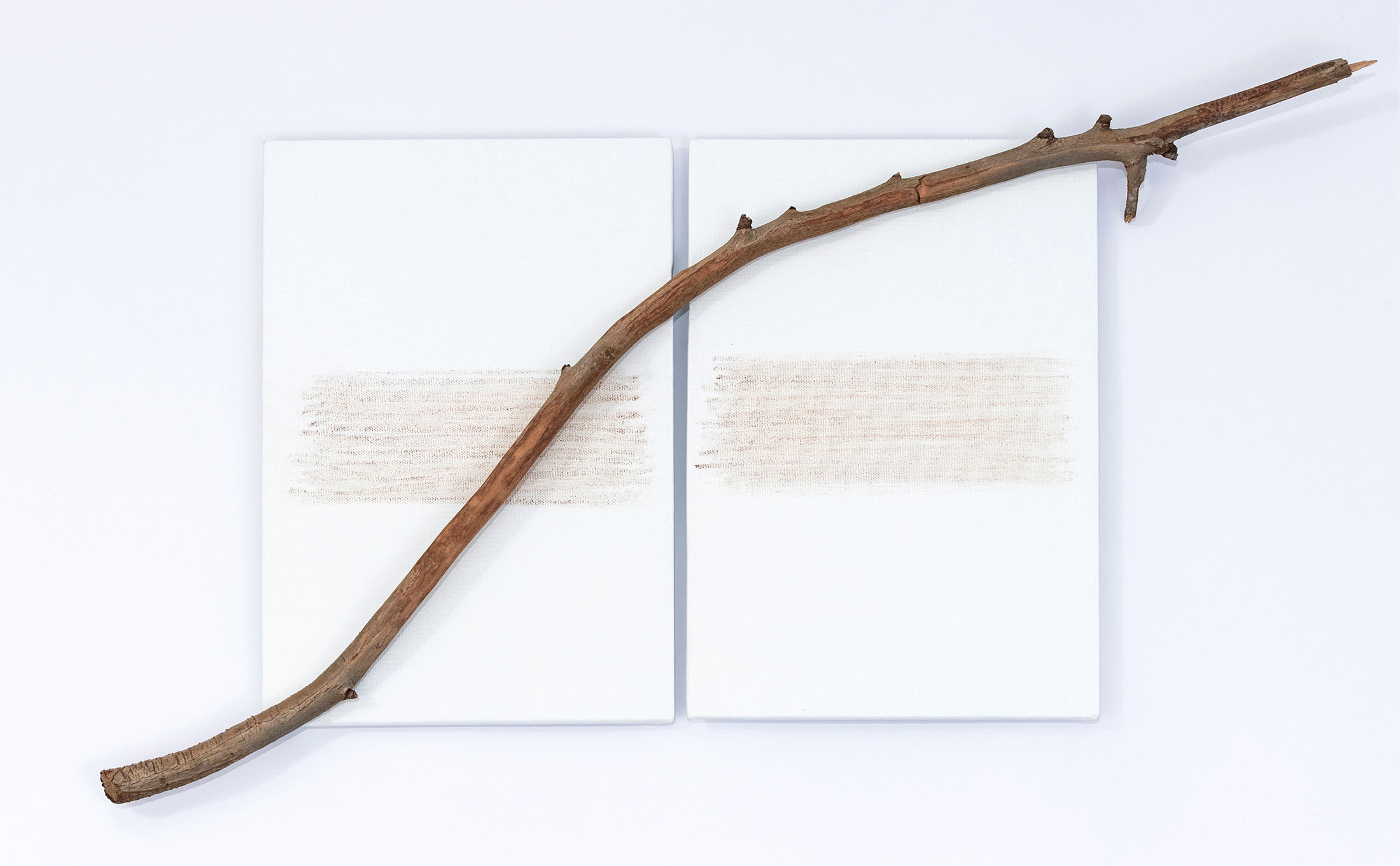 'Eucalyptus', assemblage (eucalyptus branch mounted on two canvas boards and natural pigment. Artwork by Francesca Virginia Coppola