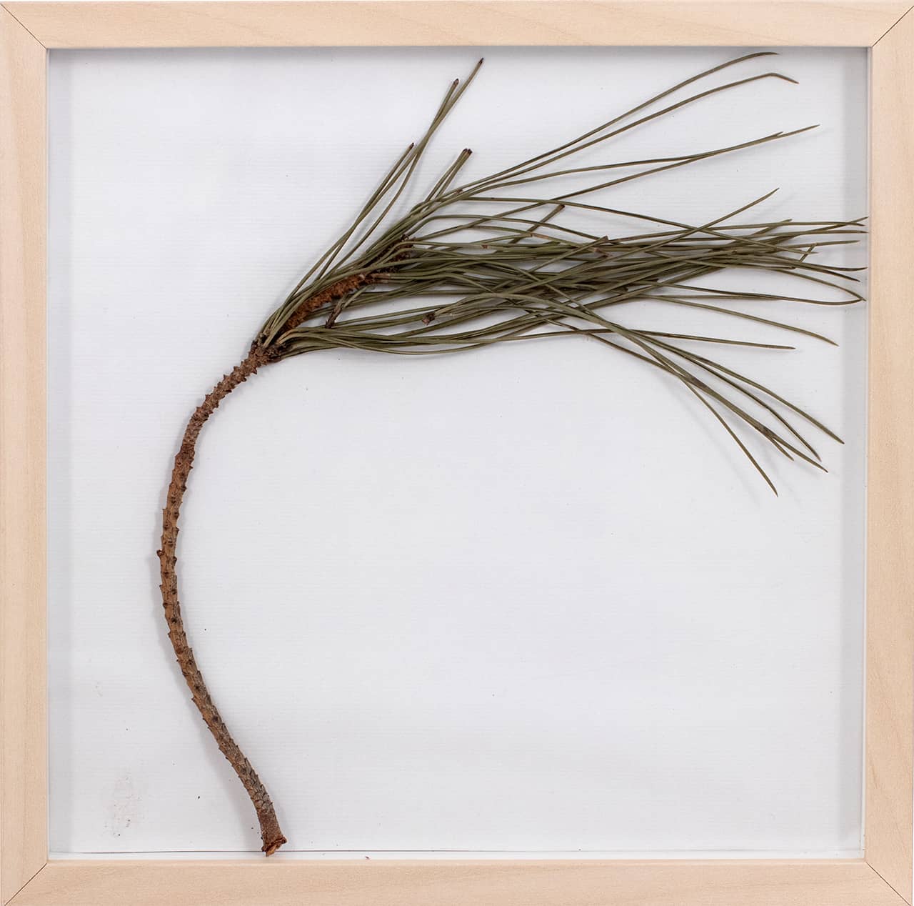 'Pinus Pinea', assemblage (pine branch and natural pigment on paper, framed). Artwork by Francesca Virginia Coppola