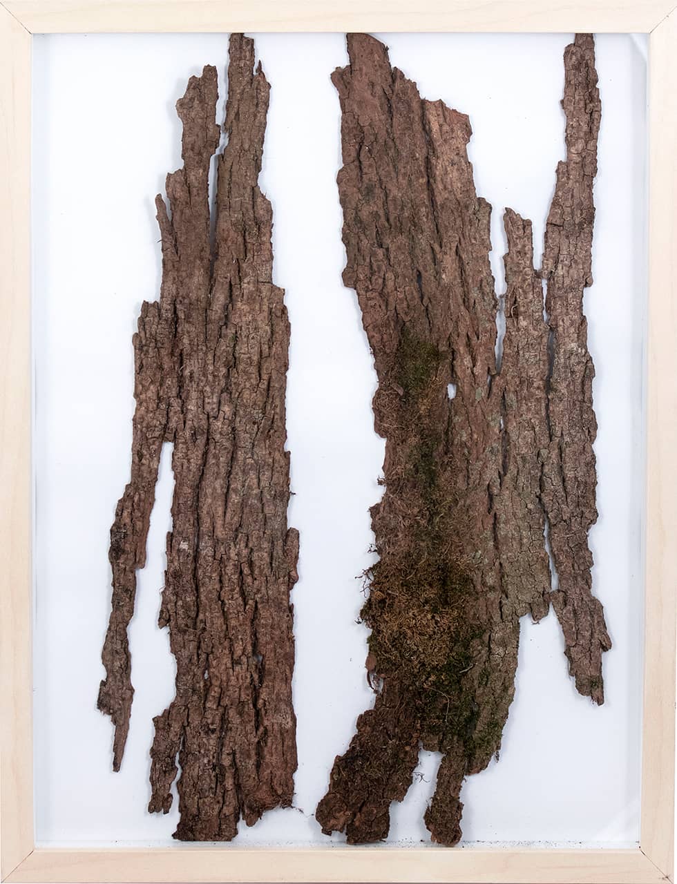 'Robinia', assemblage (bark and natural pigment on paper, framed). Artwork by Francesca Virginia Coppola