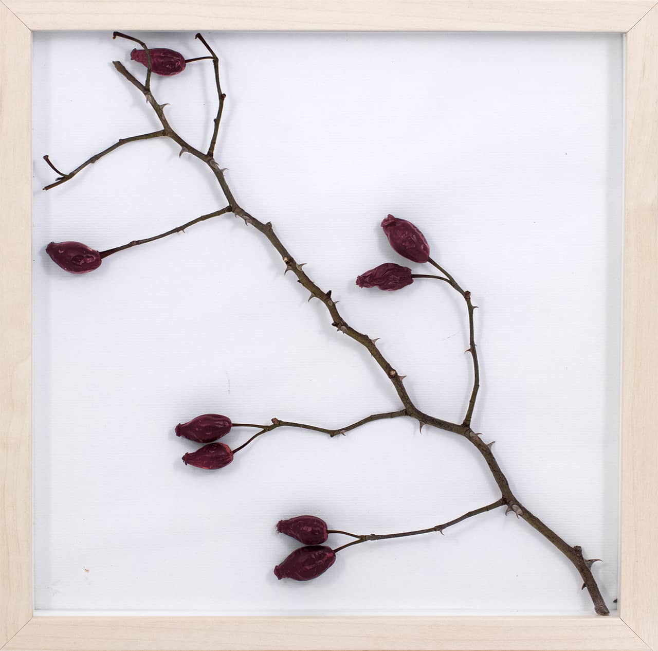 'Rosa Canina', assemblage (wild rose plant and organic pigment on paper, framed). Artwork by Francesca Virginia Coppola